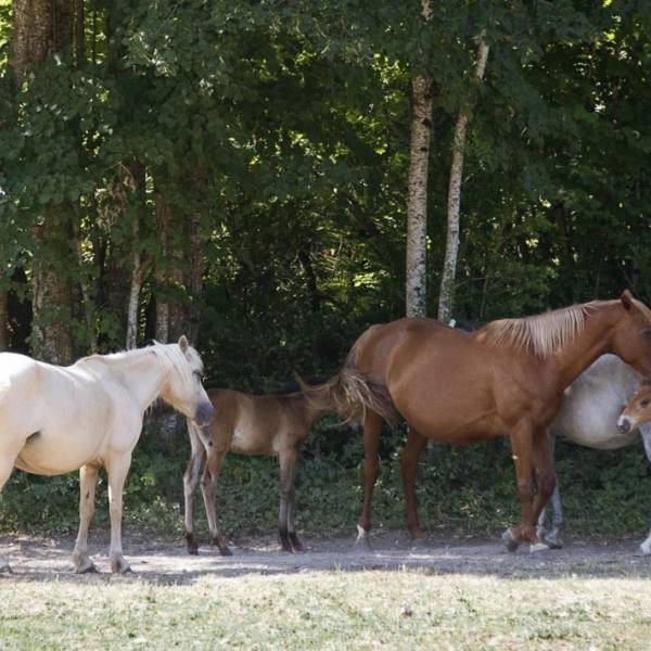 centre-equestre-pres-de-grenoble-1.jpg